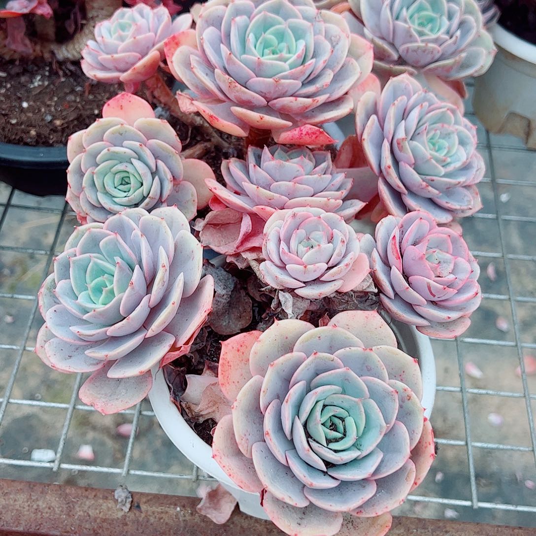 蓝色苍鹭多头大盆老桩特价