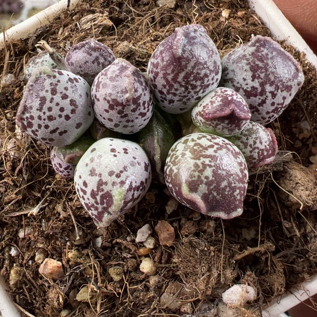 阴阳头达摩海豹多肉植物水泡