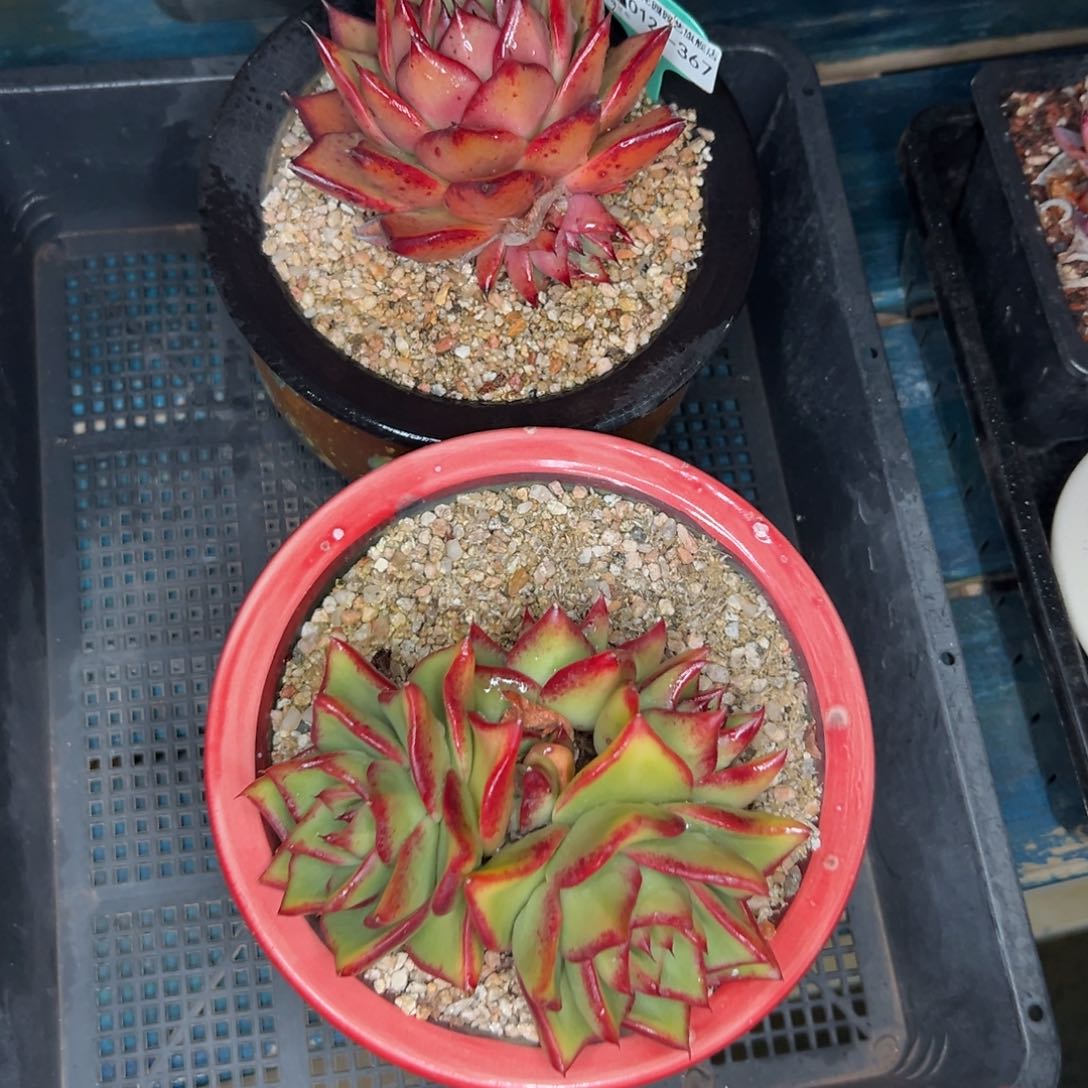 多肉一物一拍-0124-367