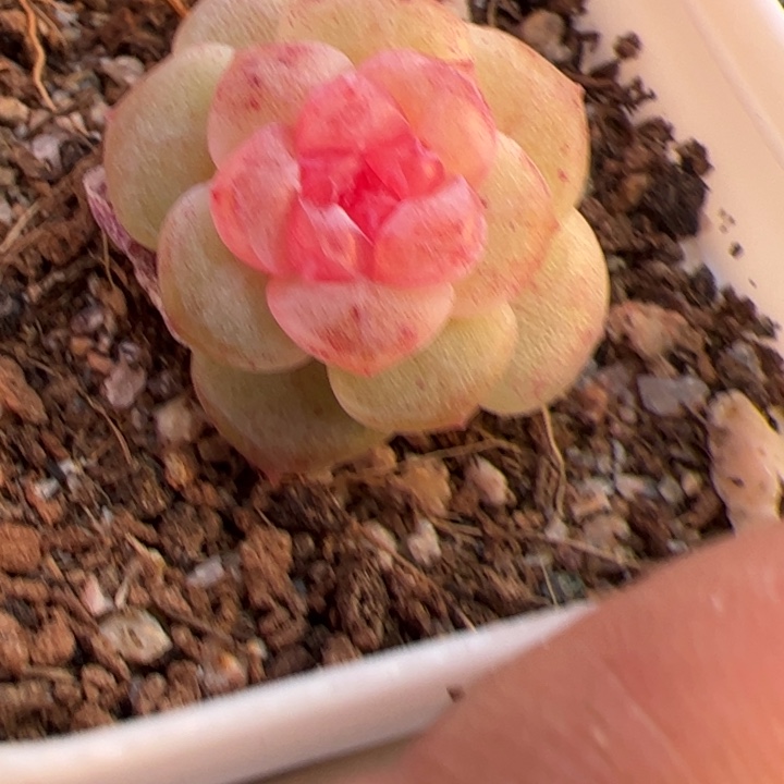 50，一物一拍，尺寸不大，介意勿拍