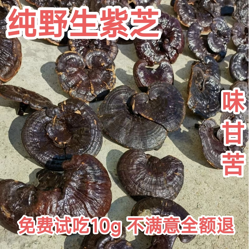 野生带柄会苦紫灵芝-广东莲花山山脉纯野生灵芝-煲汤煮水无硫干货