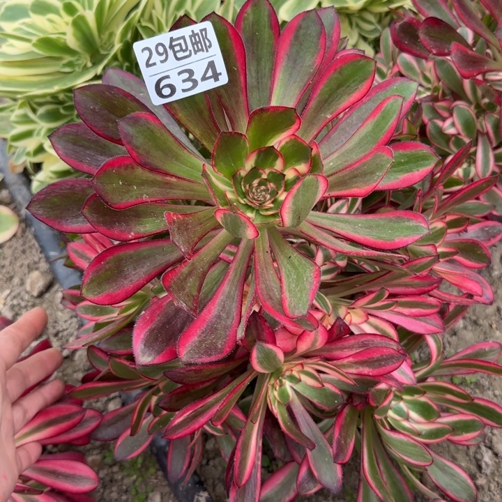 丽娜……多肉植物……