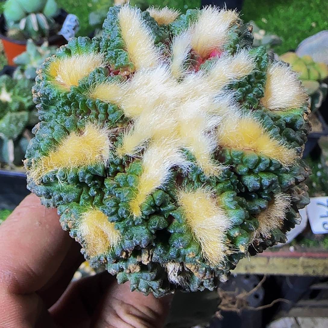 金毛割尤龟甲756