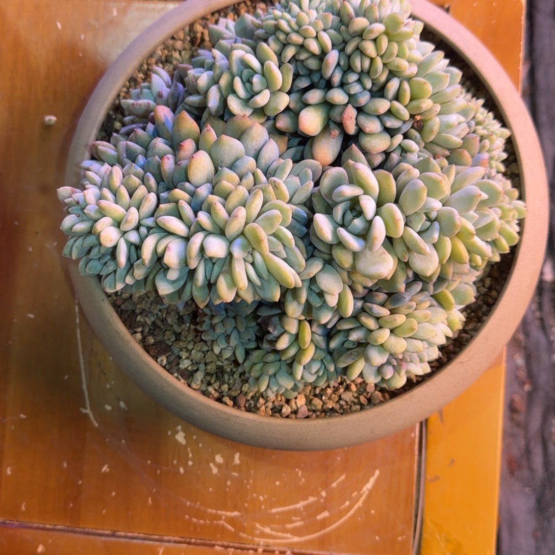 星影缀化30头无砍缀化