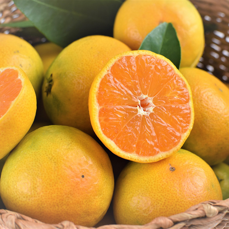 沙糖桔树金桔树盆栽柑橘美国糖桔脆皮金桔树苗室内阳台果树苗盆栽