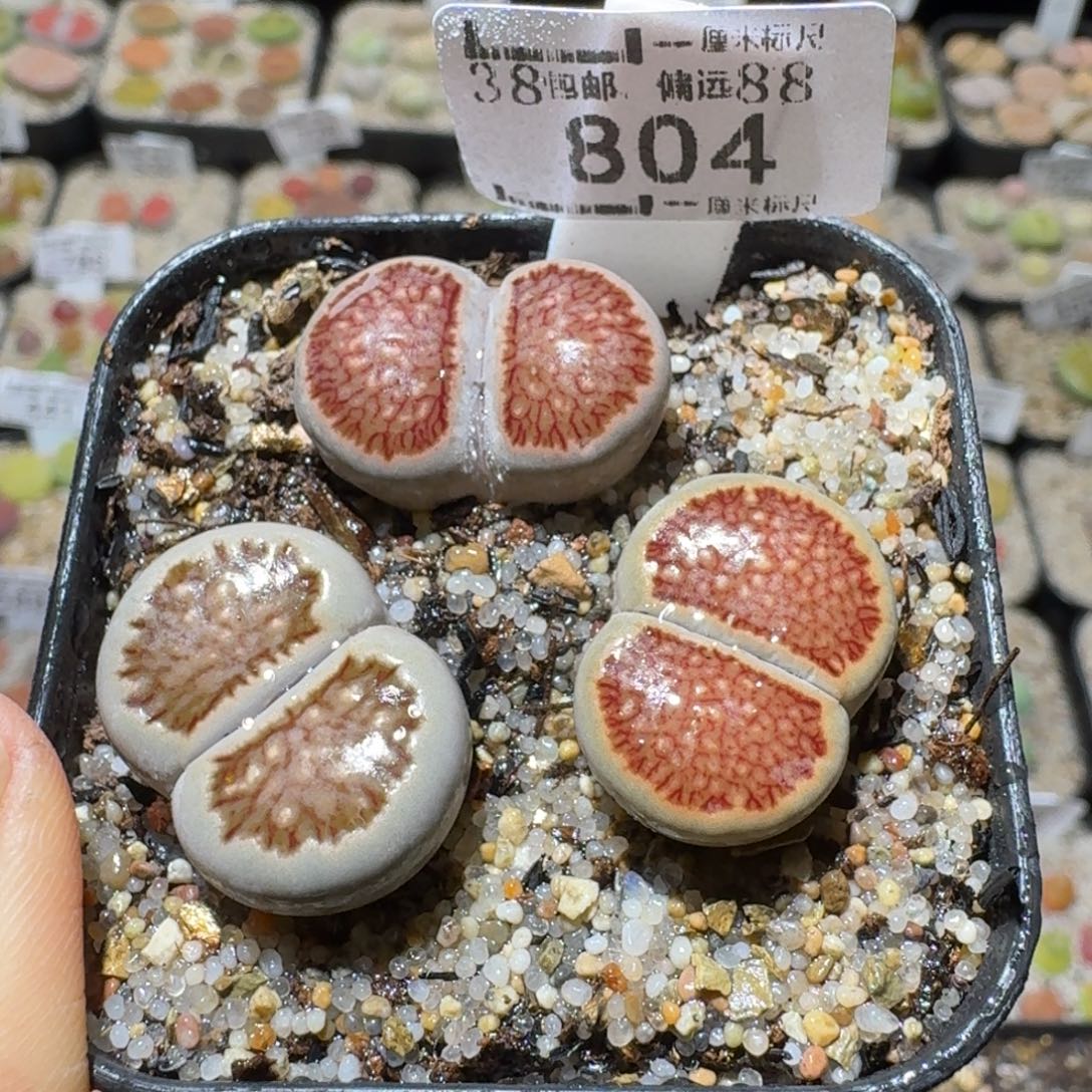 Sss精品便宜出了804