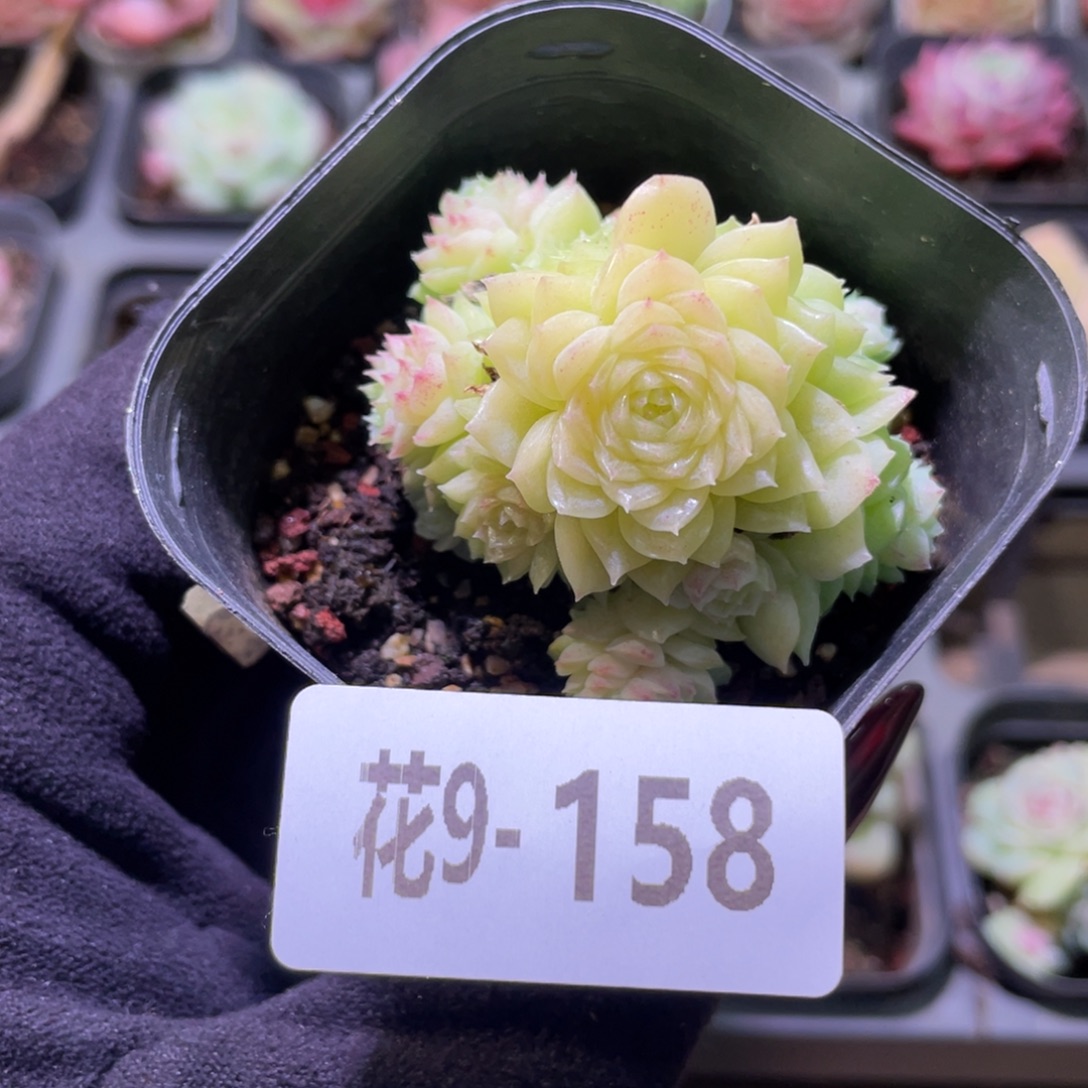 花利美9-158麦秆群