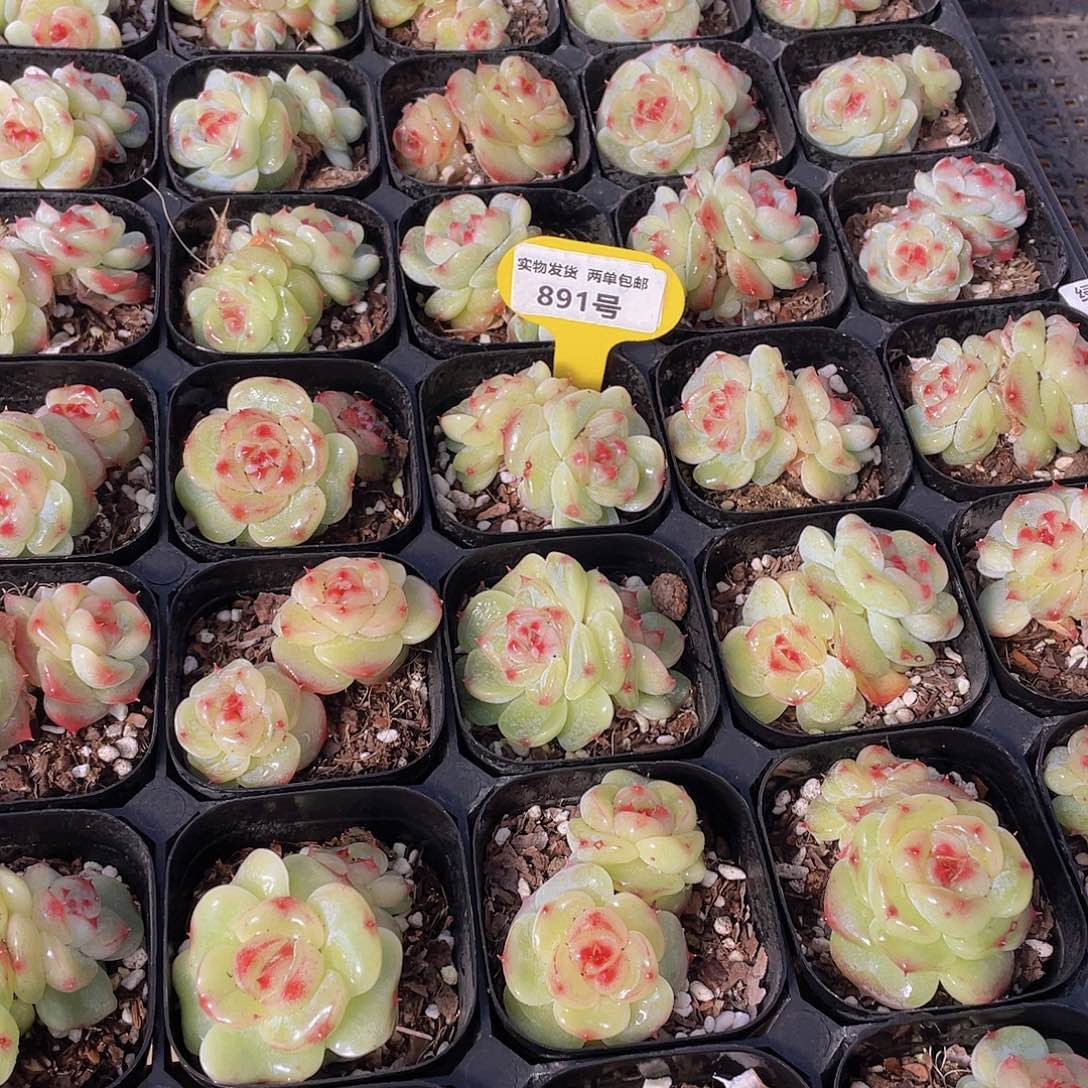 891号绿菩提珍妮双头不包整一个