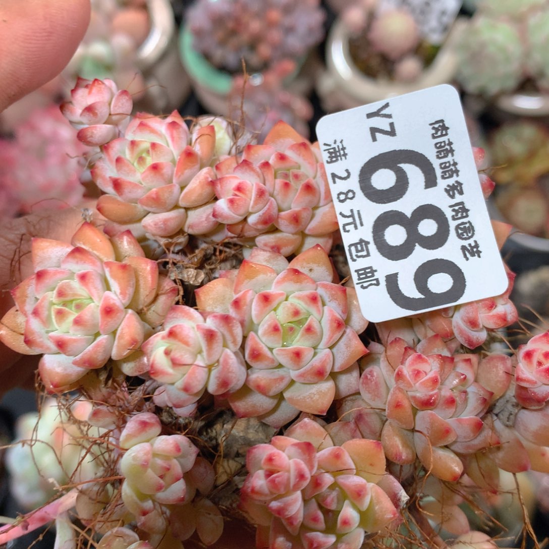 5CM拇指盆精控多肉YZ689