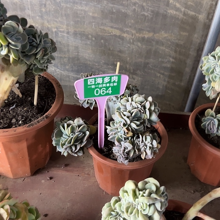 煥***可爱玫瑰多肉064克