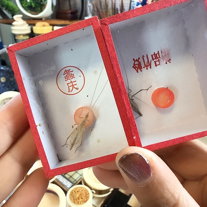 紫竹➕柬竹啊啊啊啊啊