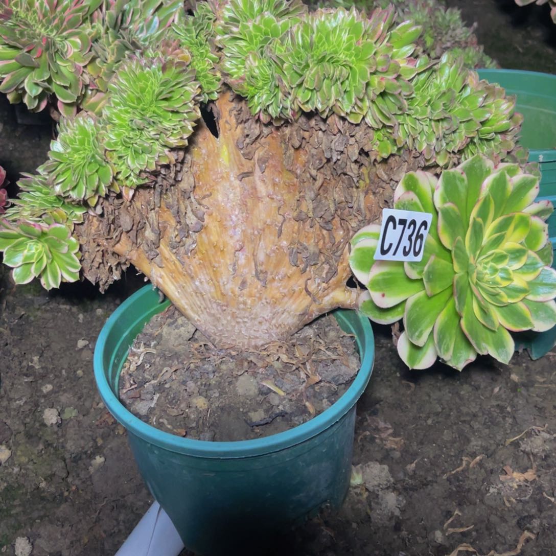 海王法师16//////11包邮