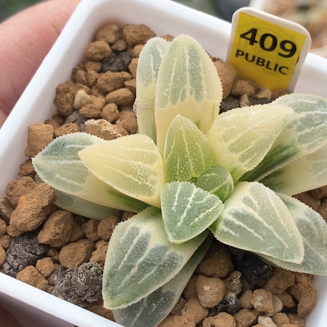 409号实生磨面锦一物一拍