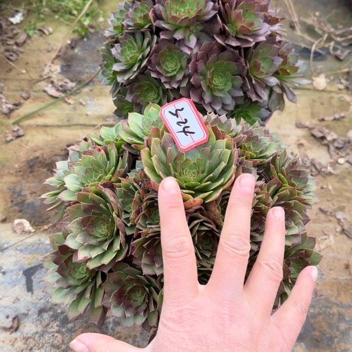 3-24红魔2处理不包售后