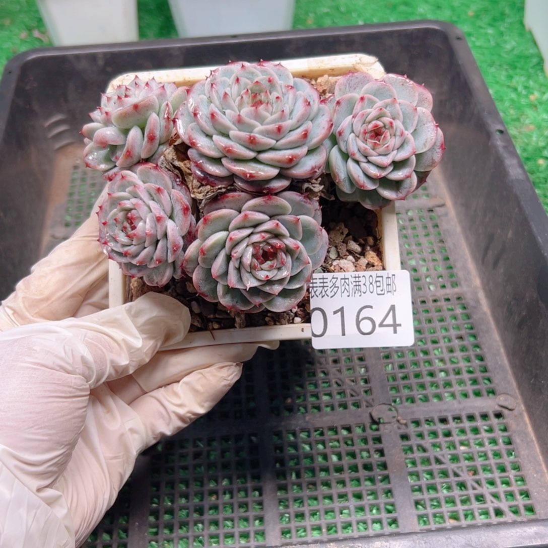 多肉一物一拍植物0164