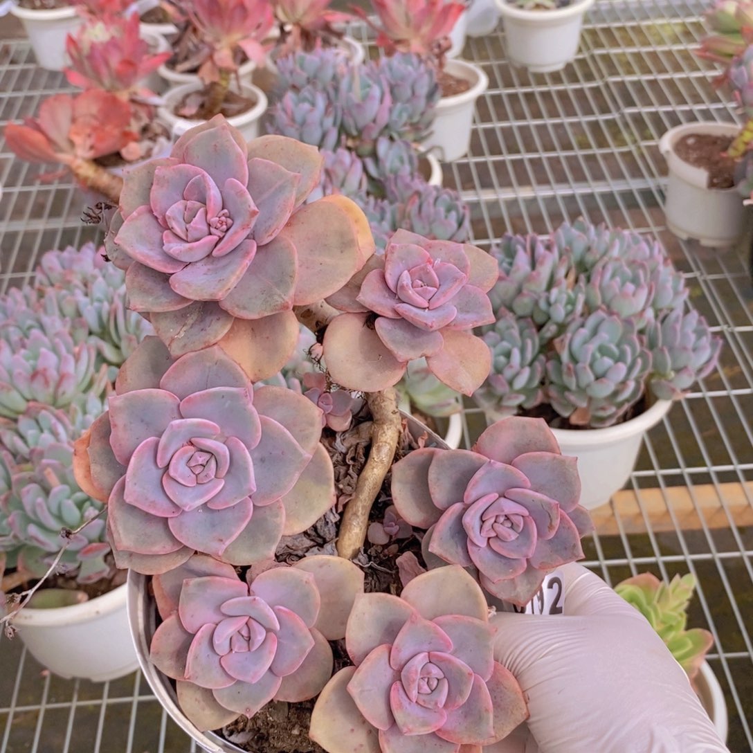 0792彩虹糖一物一拍