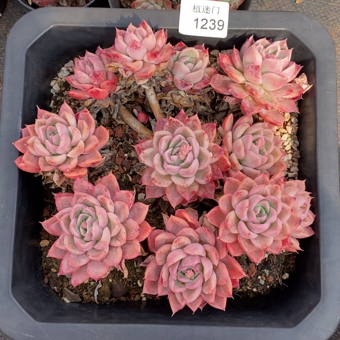 不****调杂交精品多肉1239