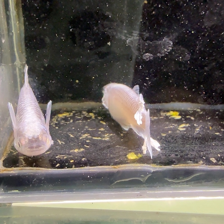 青鳉鱼一物一拍878