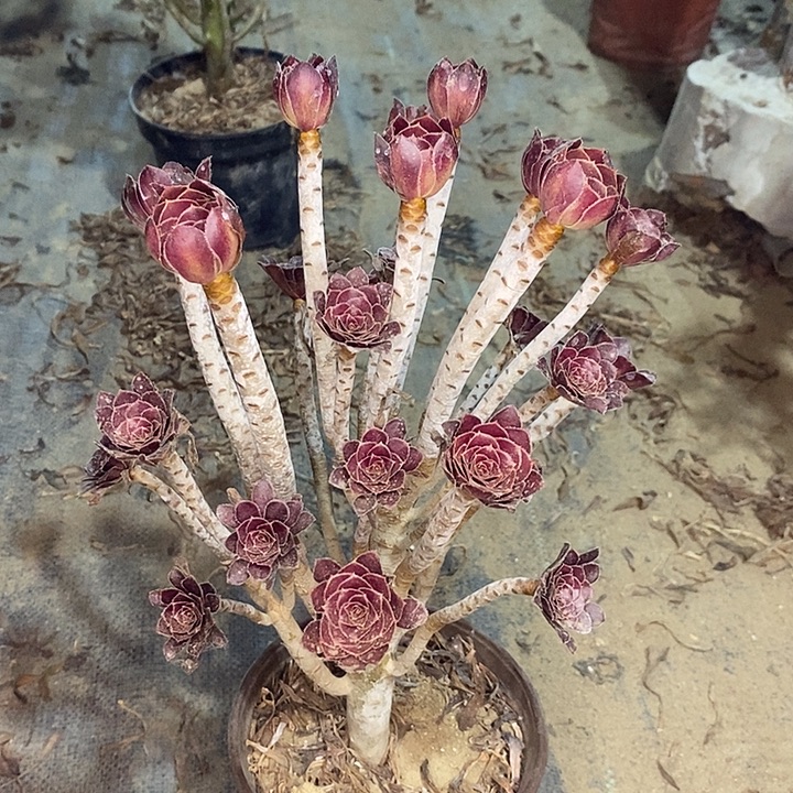 黑豆多肉植物002 