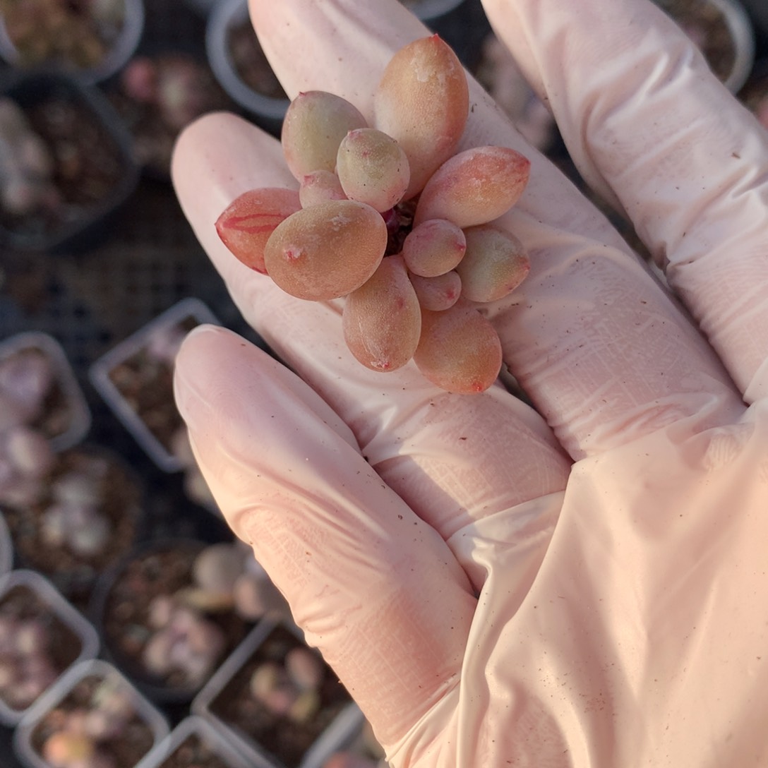 雪宝宝红拉丝雪宝宝