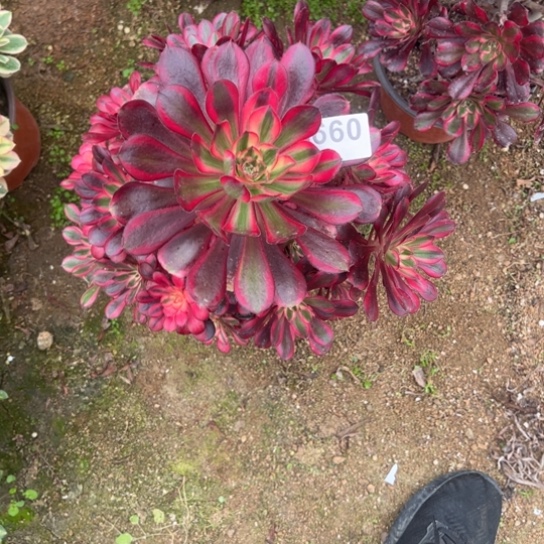 660香奈儿多肉植物花花