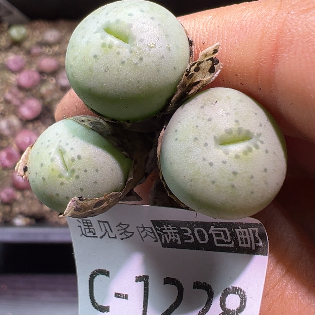 多肉植物11111111111111