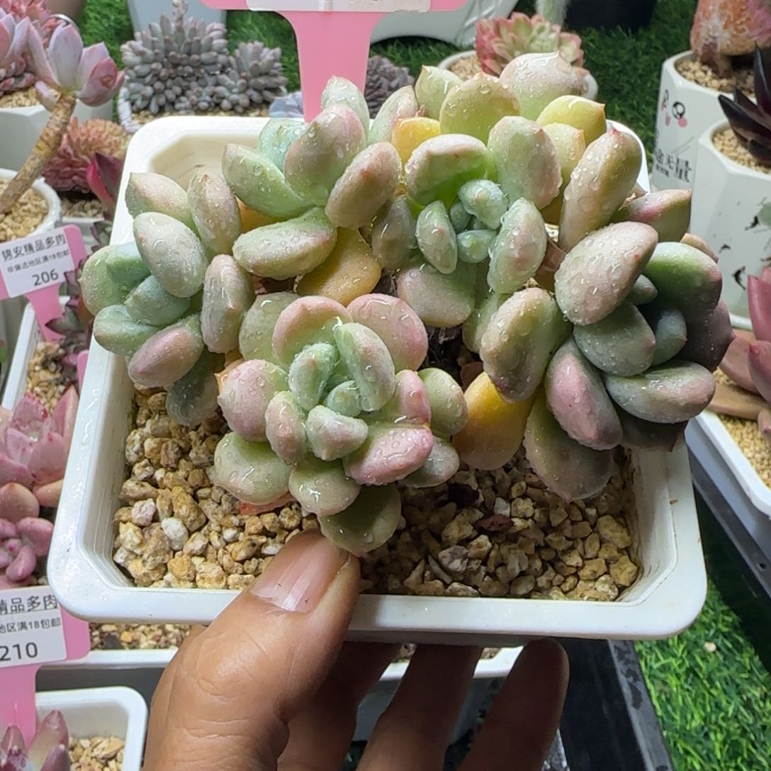 锦安精品多肉编号211