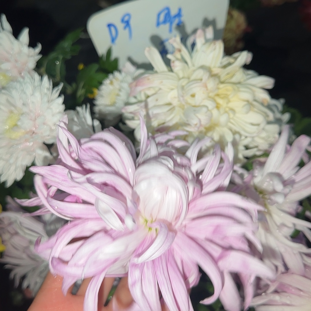 全部花朵D99999999