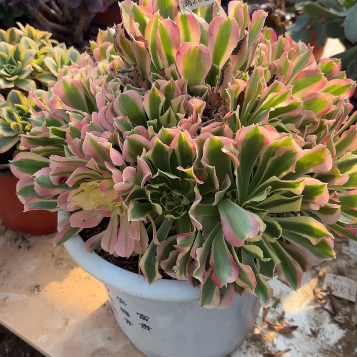 白凤多肉处理不包断头736