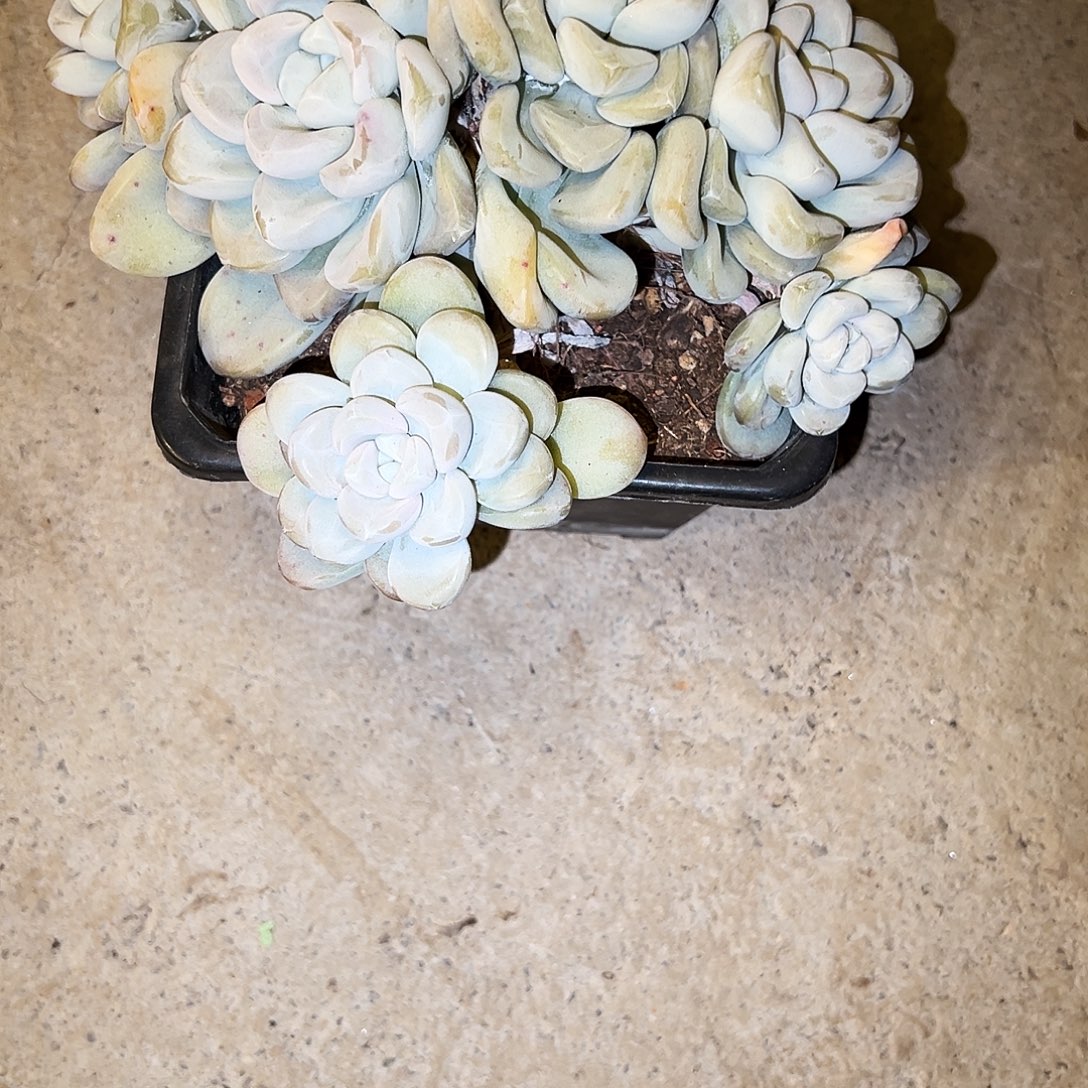 玉麒麟玉麒麟玉麒麟