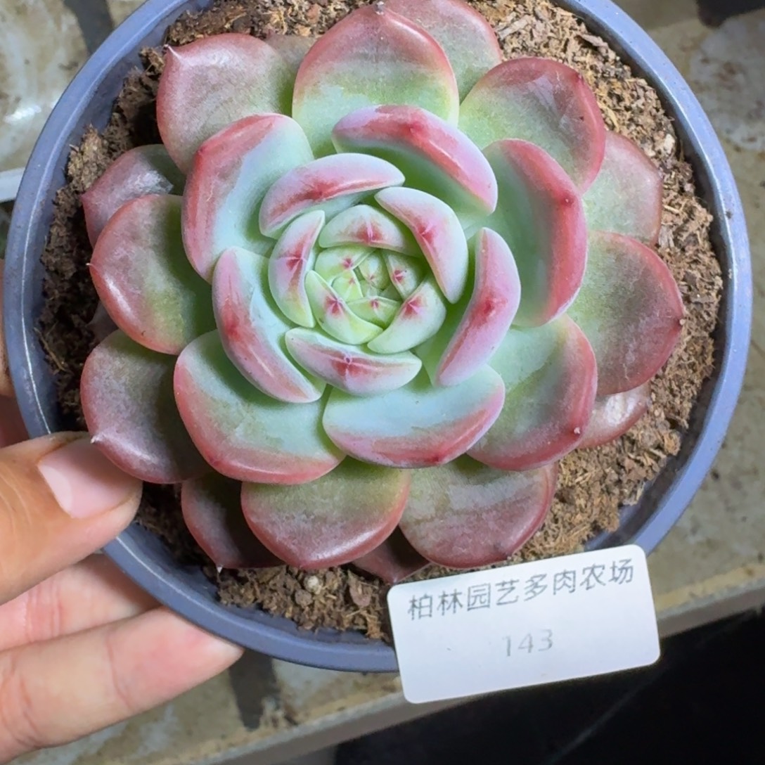 143 美人杂交 一物一拍