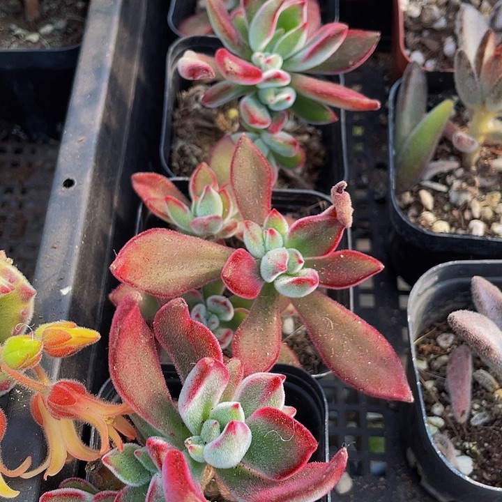 锦晃星带盆土发货