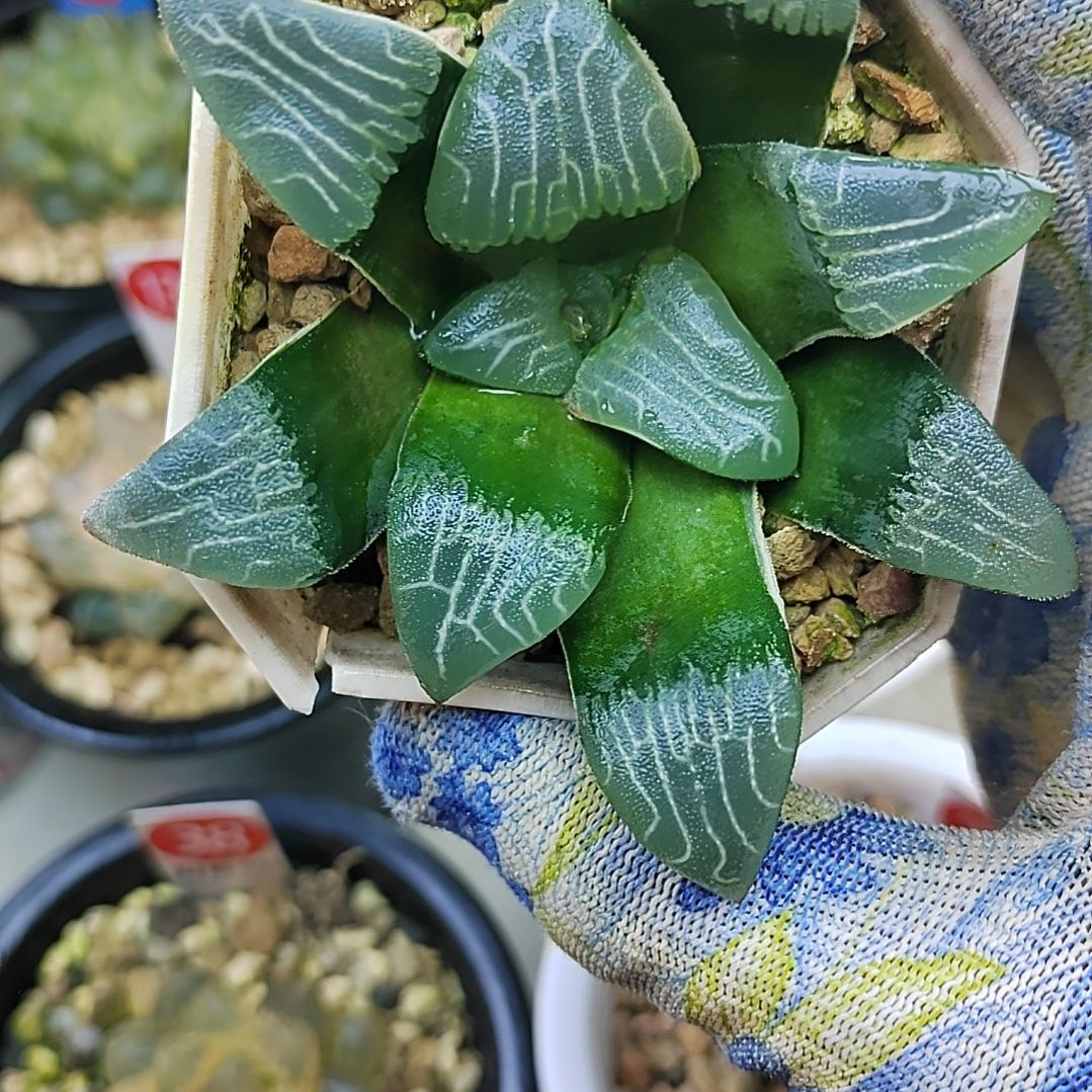 粗纹克少锦 7厘米左右一物一拍带盆 适合砍头