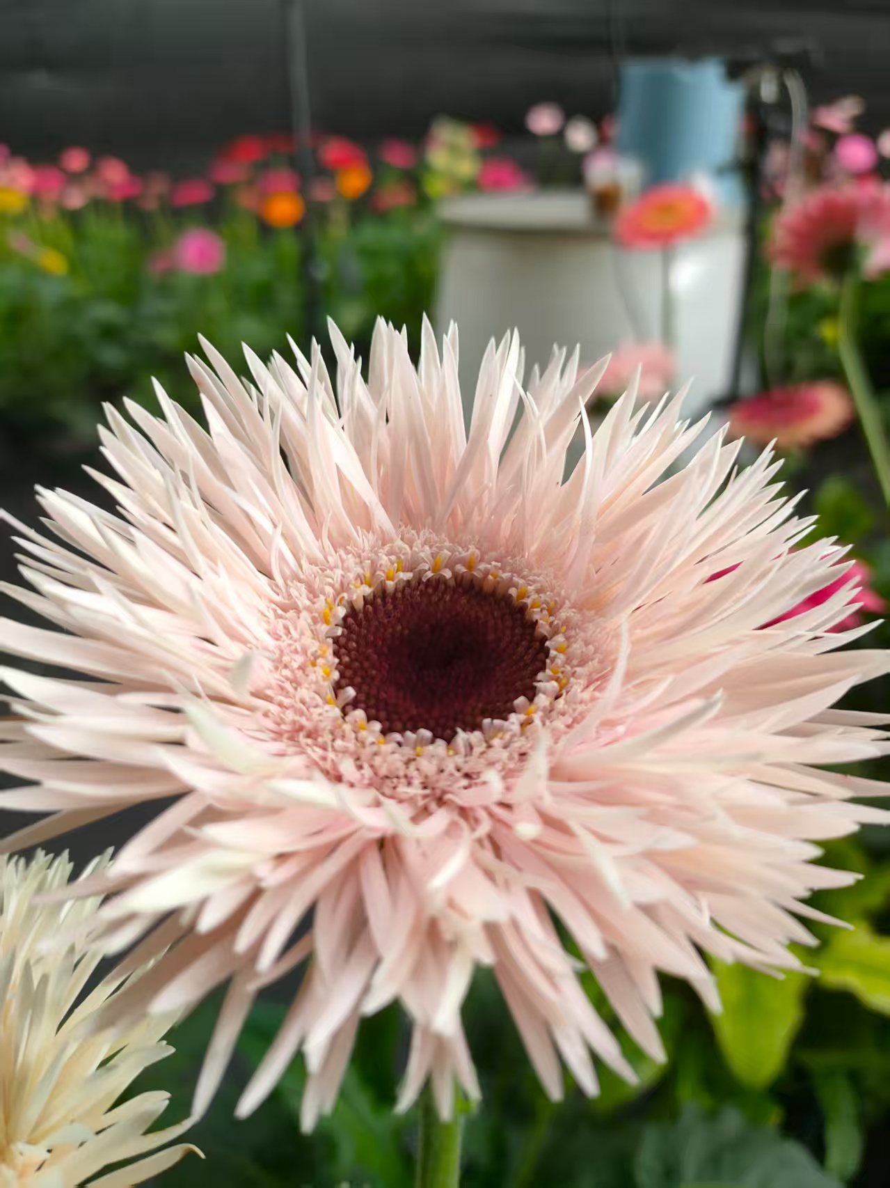 （菲羽）高杆非洲菊四季开花多年生宿根苗花卉地栽盆栽阳台庭院室外