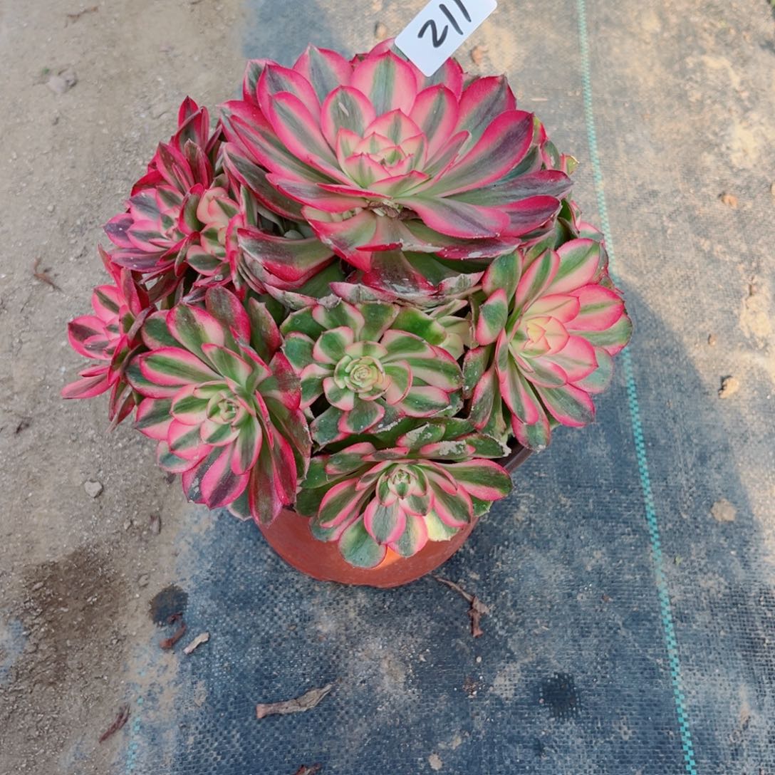 211荔枝法师多肉植物