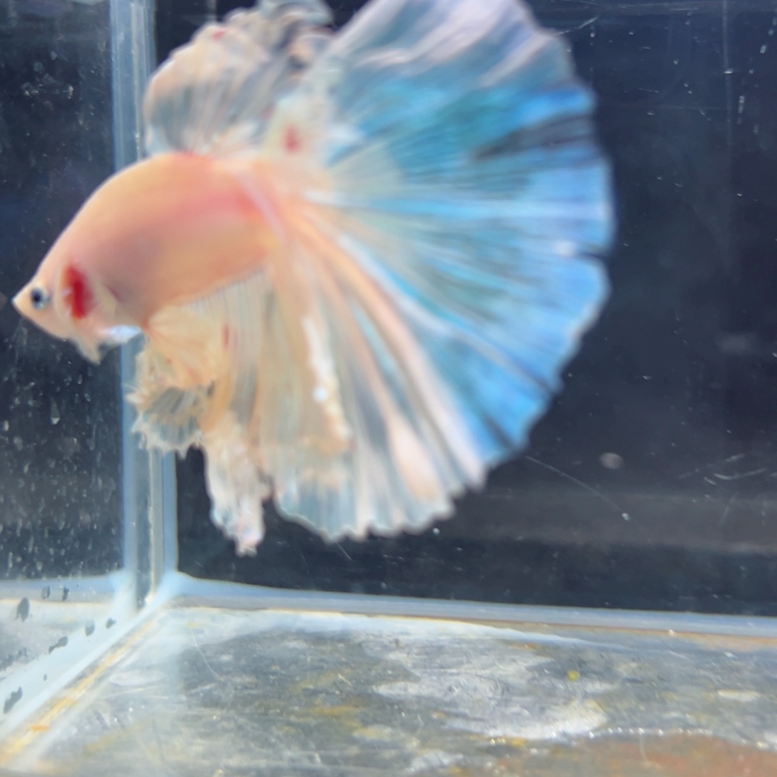 斗鱼浅色特殊尾hhhh