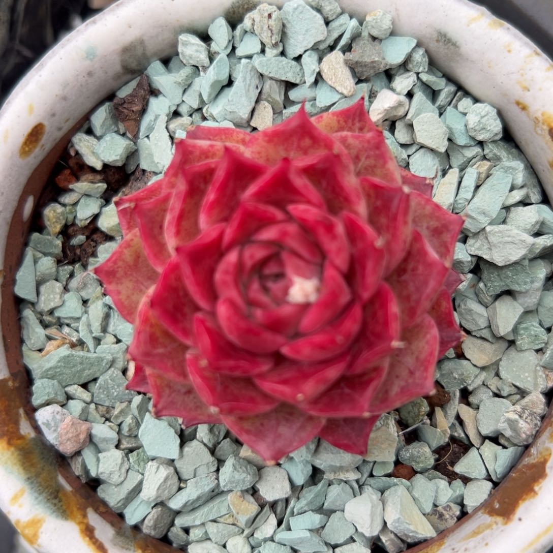 海螺精控多肉一物一拍