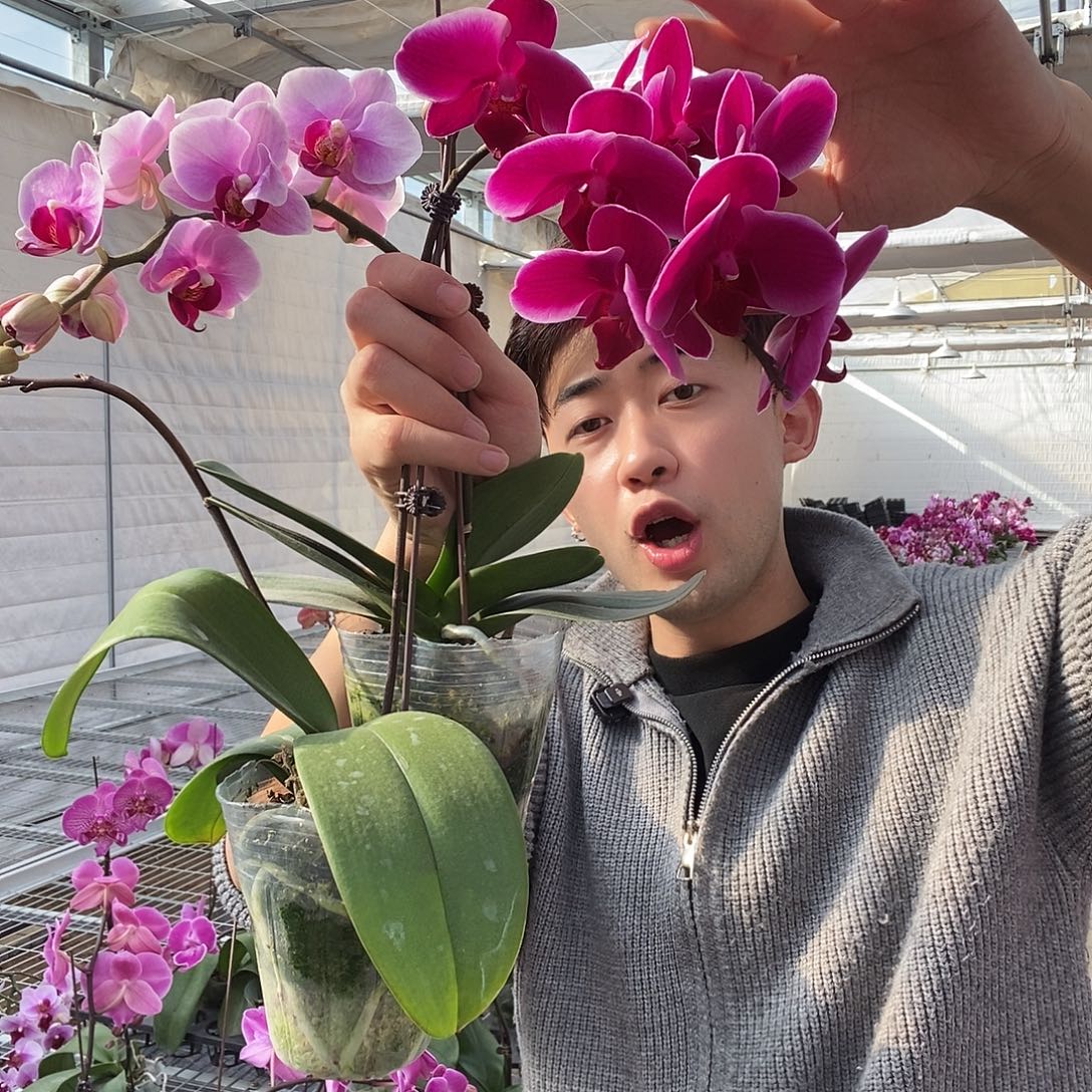 完全开放随机小花两颗，掉花不售后