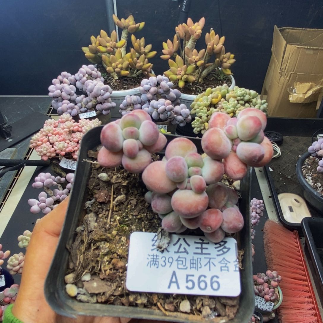 566苹果奶一代多肉5c m