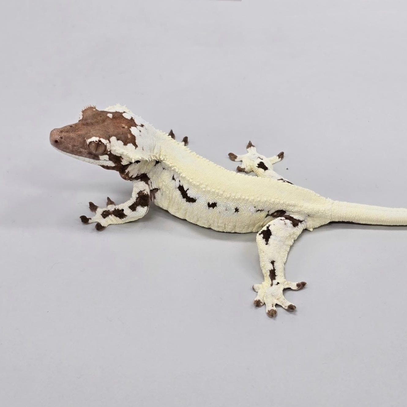 睫角守宫（各类基因）新手宠物爬宠活体蜥蜴