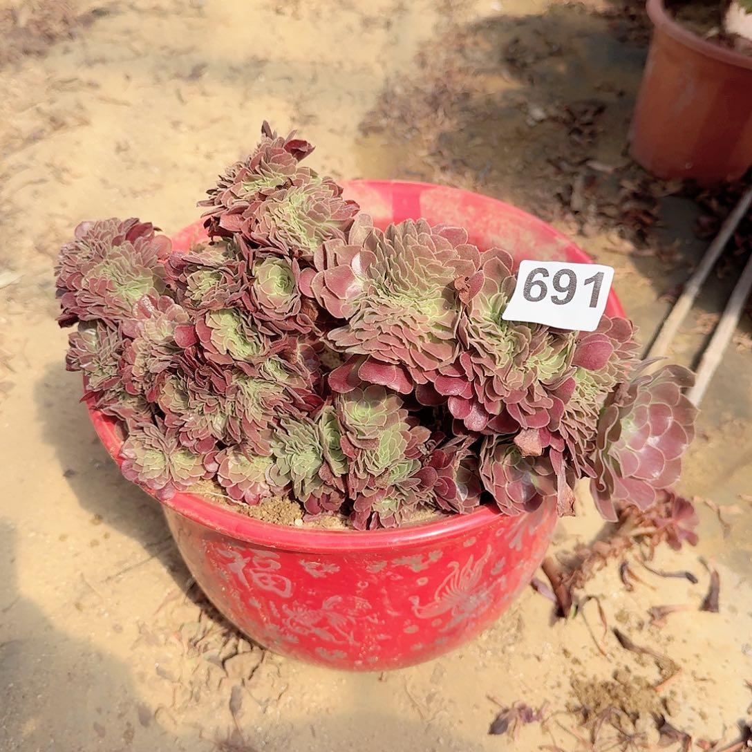 691欧紫砍头共4个满28包邮
