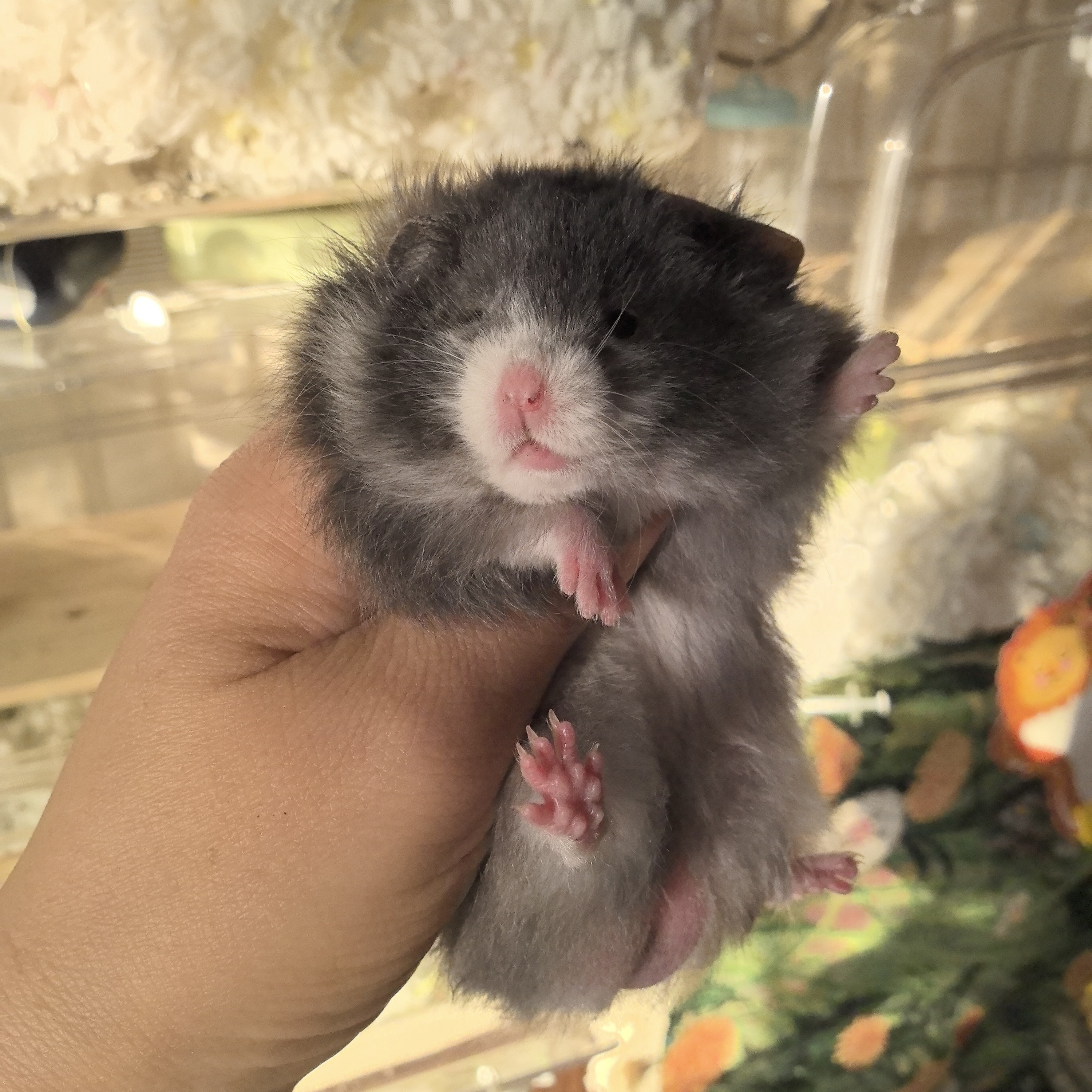 家养温顺金丝熊仓鼠短毛长毛虎纹波利可爱宠物已驱虫藤盒发货