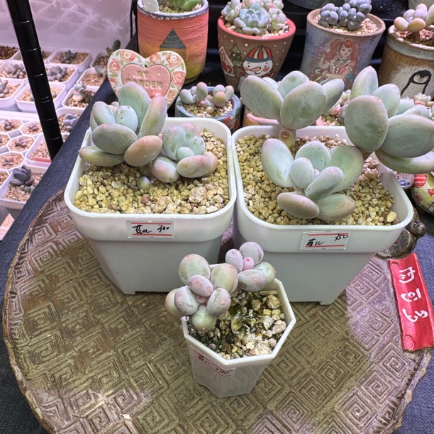 多肉植物一物一拍 大叶 彩虹 苗儿