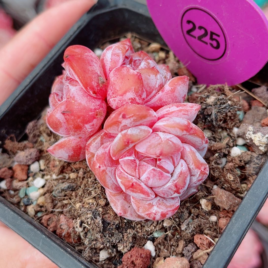 225号小老桩糖钻群