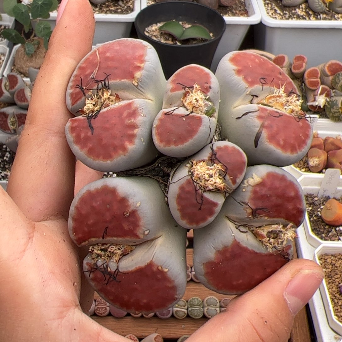 伴***居0548号红窗 多肉植物