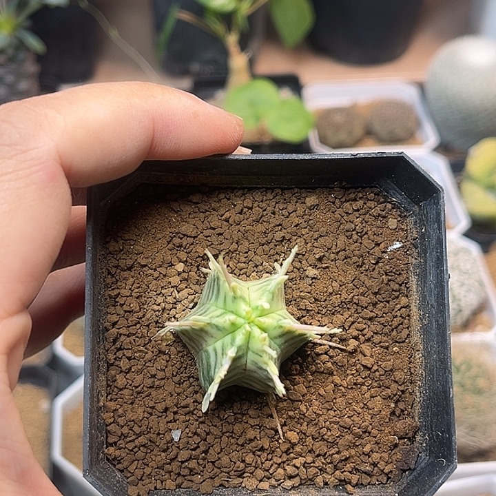 无花朵斑马大戟自根