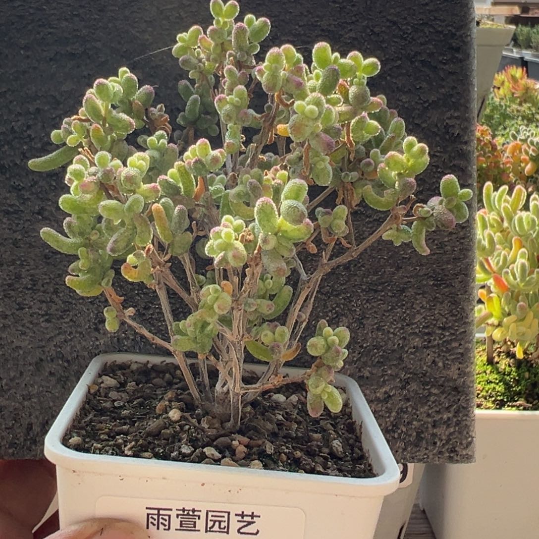 11-394糖球白糊斑锦老桩2年