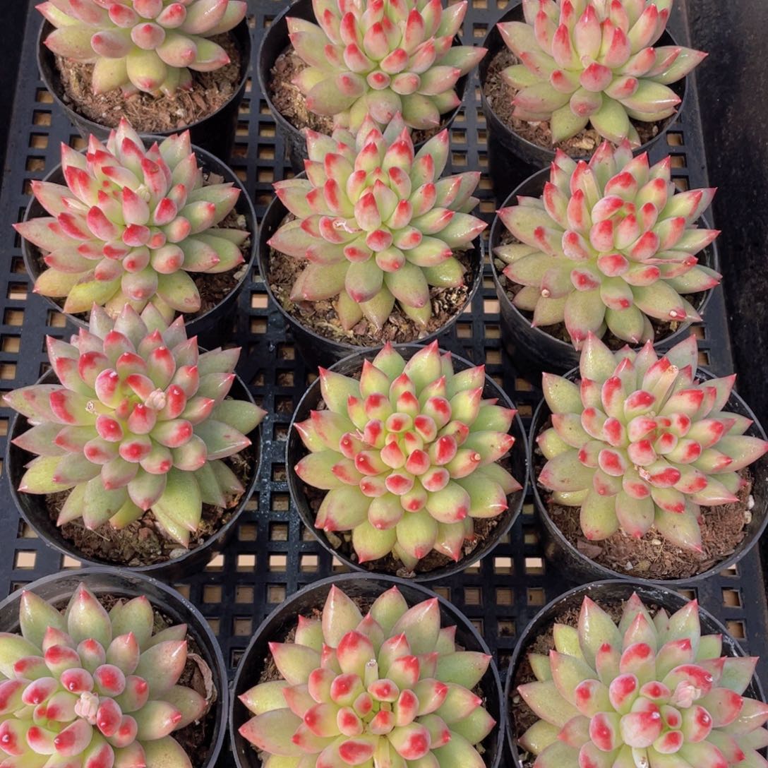 量拍136号 岩字单头一个