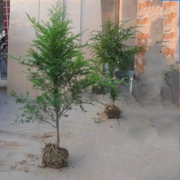 名贵树种南方红豆杉树苗四季常青绿植24小时供氧气清新空气绿化