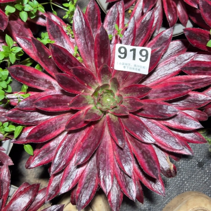 919多肉植物孔雀锦